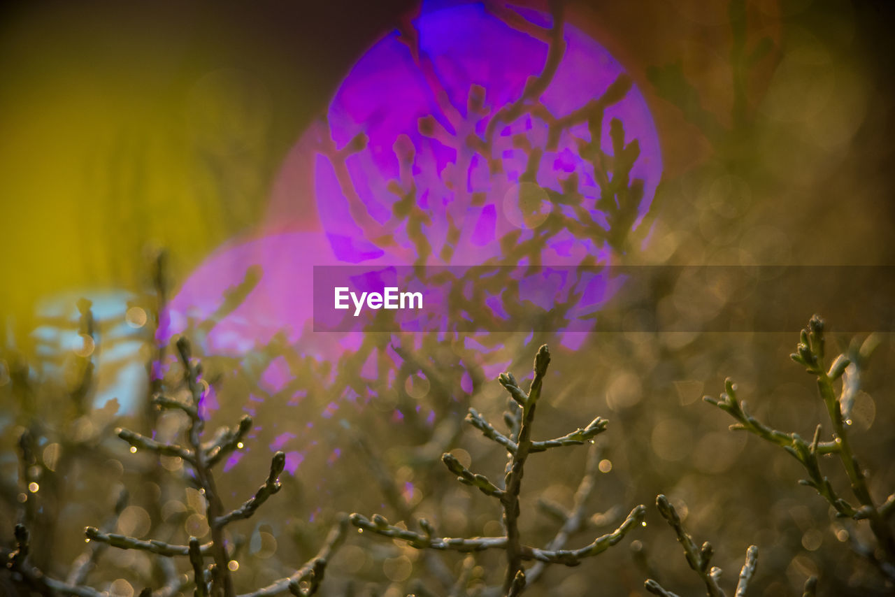 Close-up of plants growing on field