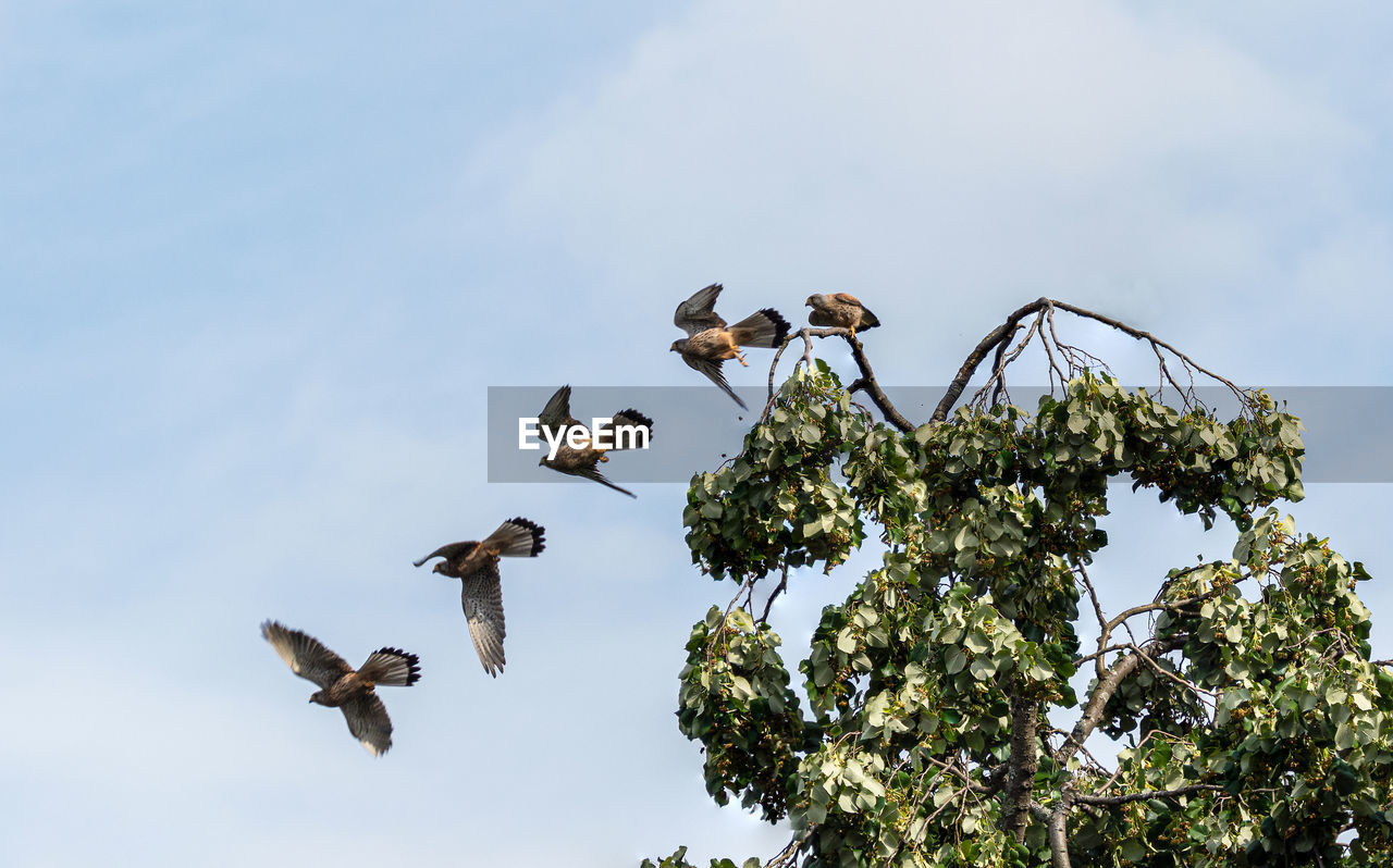 LOW ANGLE VIEW OF BIRDS FLYING IN THE SKY