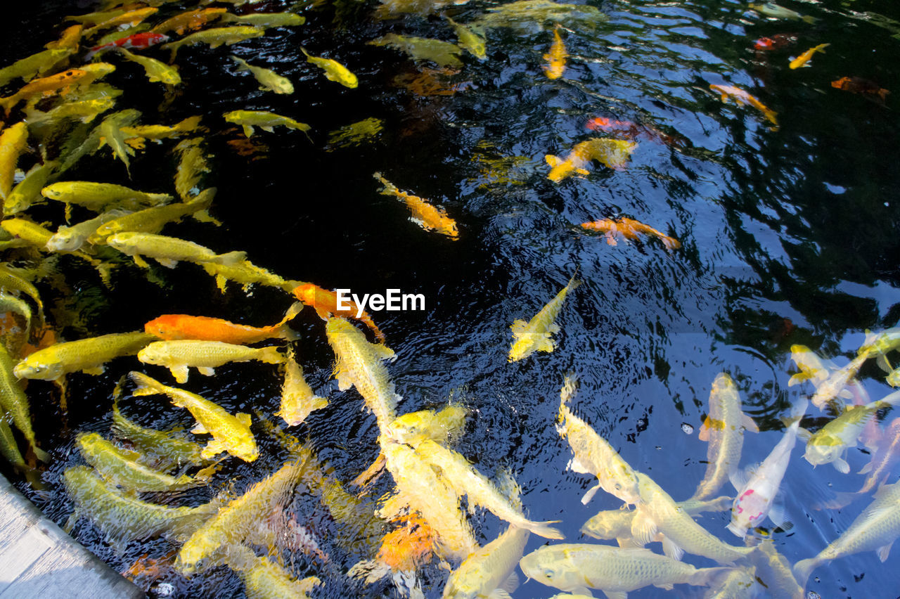 HIGH ANGLE VIEW OF KOI CARPS IN WATER