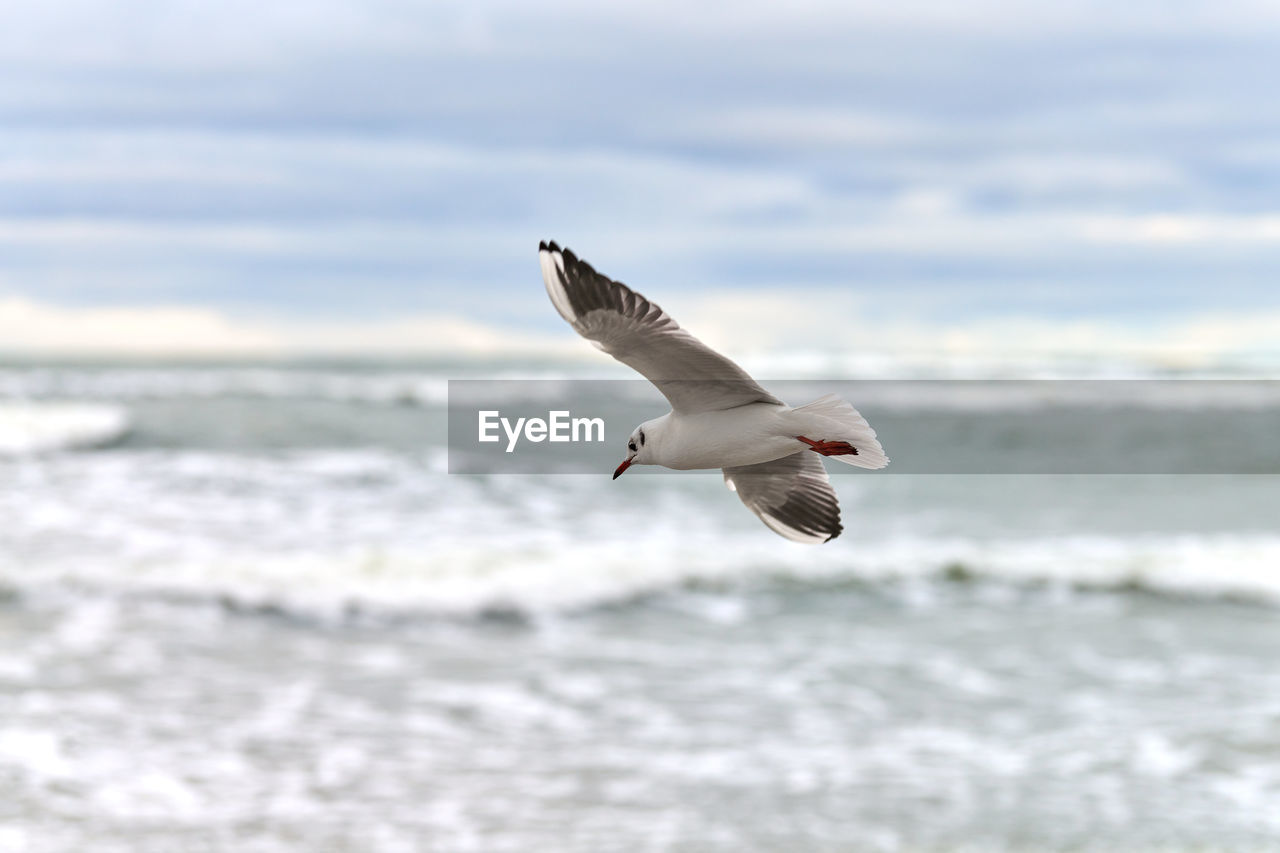 Seagull, gull flying over sea. close up view of hovering white bird on natural blue background.