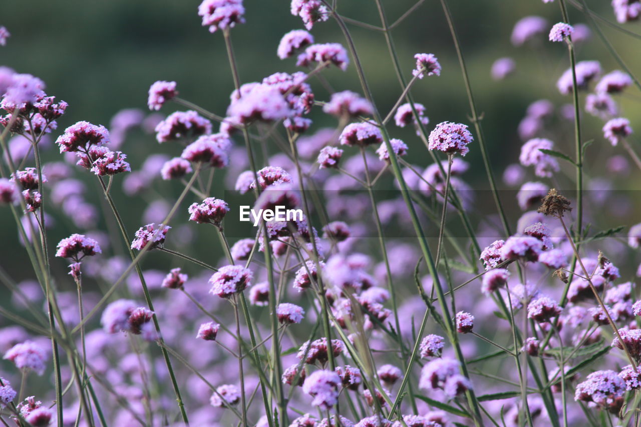 Close-up of verbena flower on field