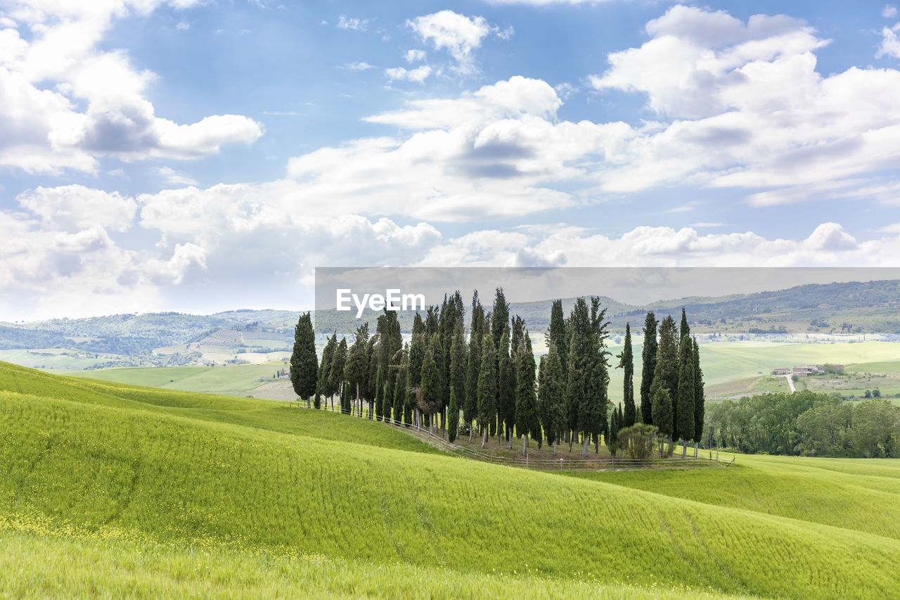 Cypress grove of trees in a rural landscape
