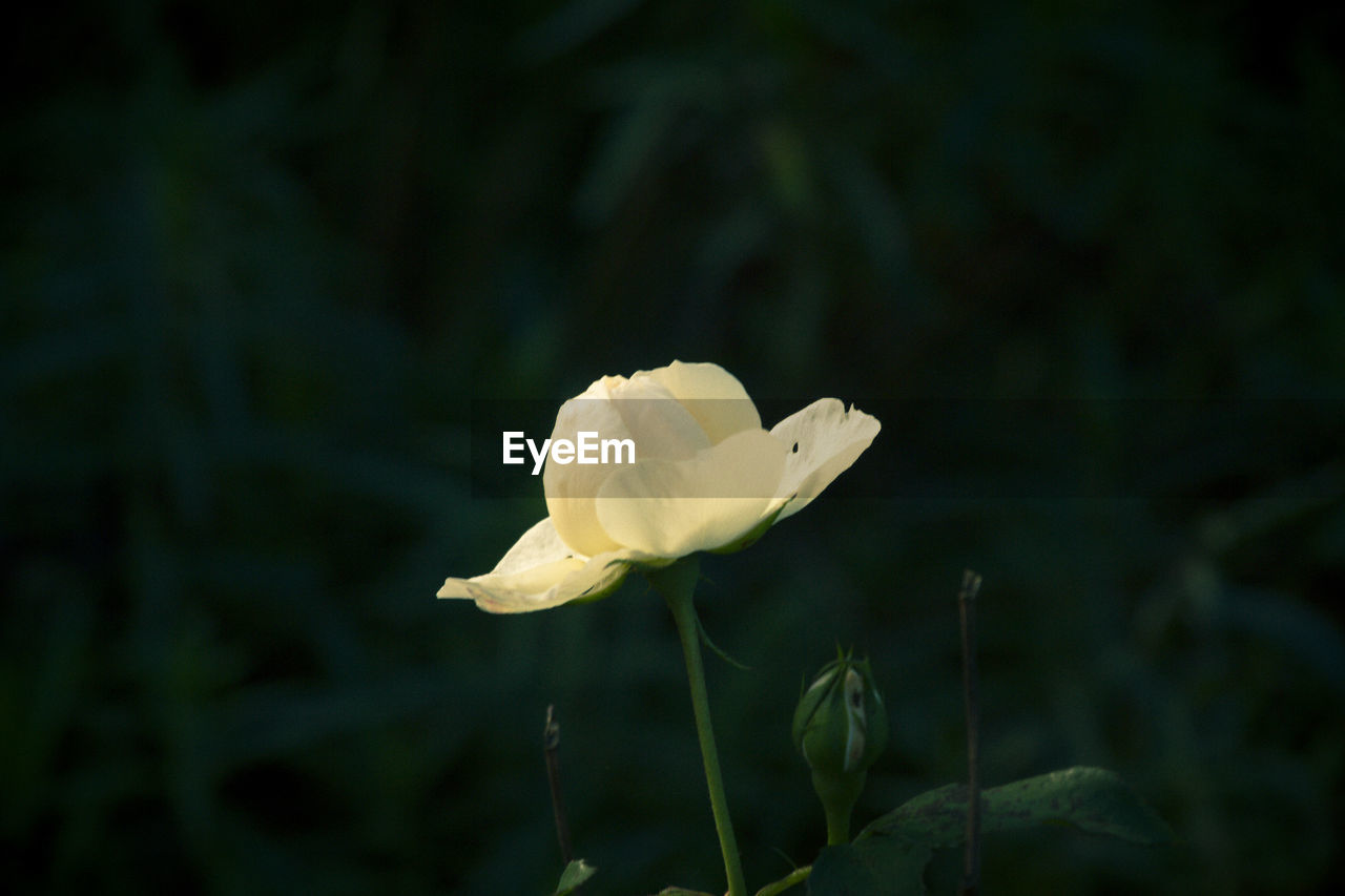 plant, flower, flowering plant, beauty in nature, nature, freshness, petal, yellow, fragility, close-up, growth, flower head, green, inflorescence, macro photography, no people, focus on foreground, white, outdoors, springtime, plant stem, leaf, plant part, wildflower, sunlight, blossom, botany