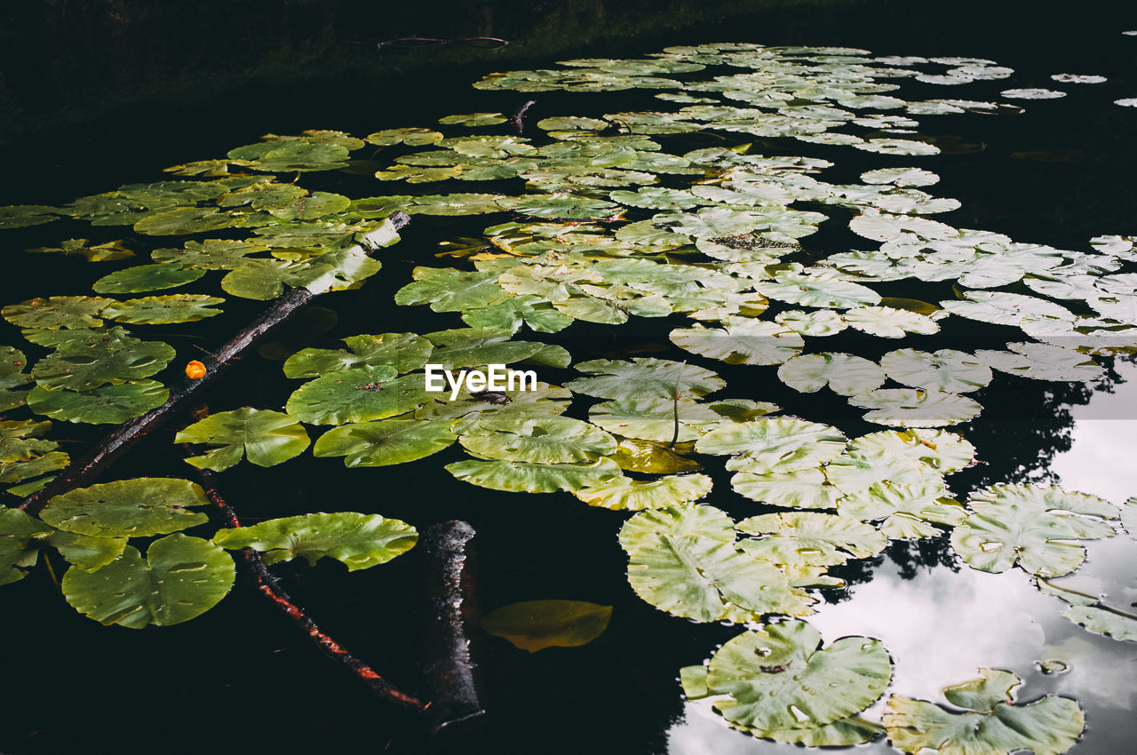 Close-up of water lily in lake