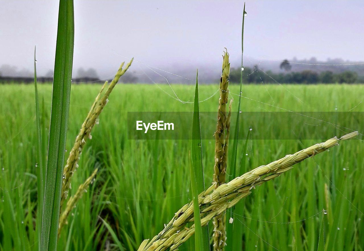 Close-up of wheat growing on field against sky