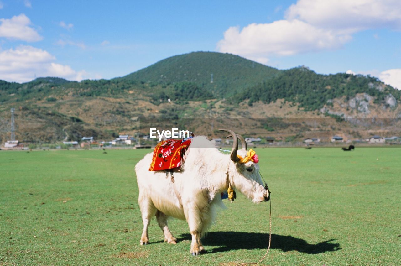 COWS ON FIELD