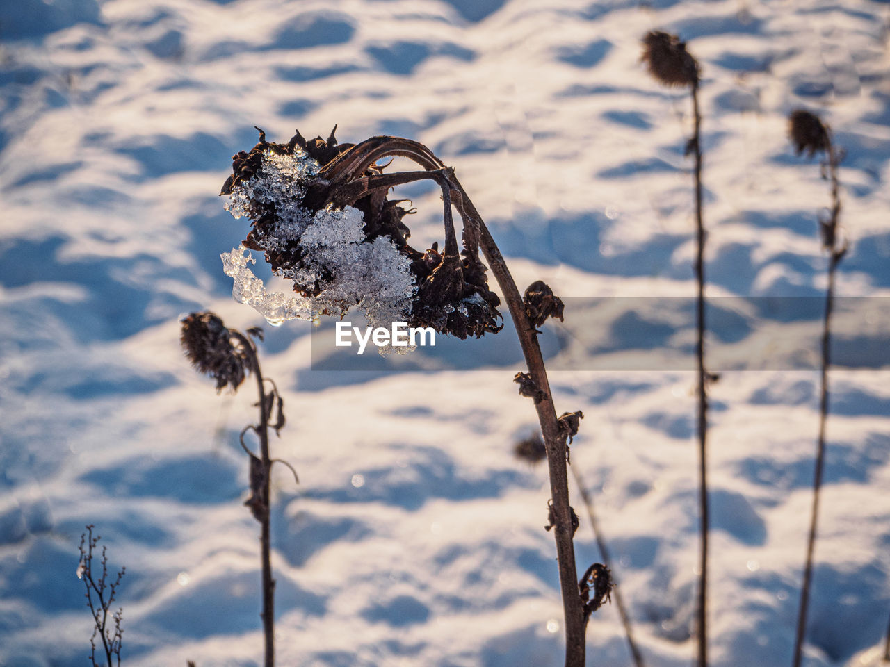 CLOSE-UP OF DRY PLANTS DURING WINTER