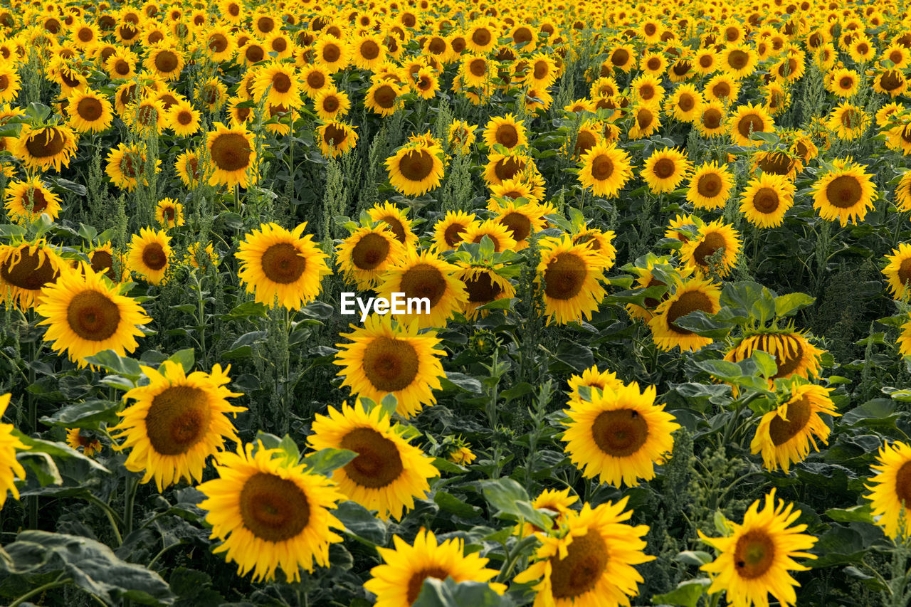Field of sunflowers