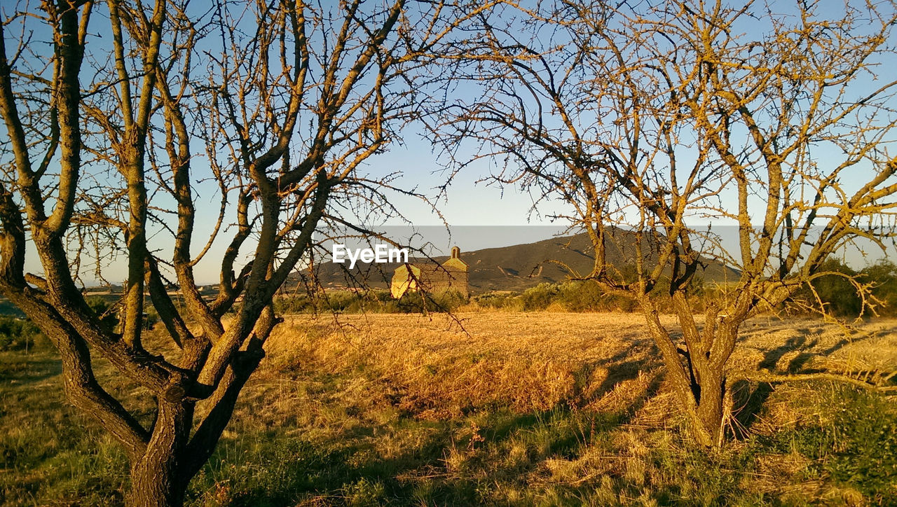 VIEW OF BARE TREES ON FIELD