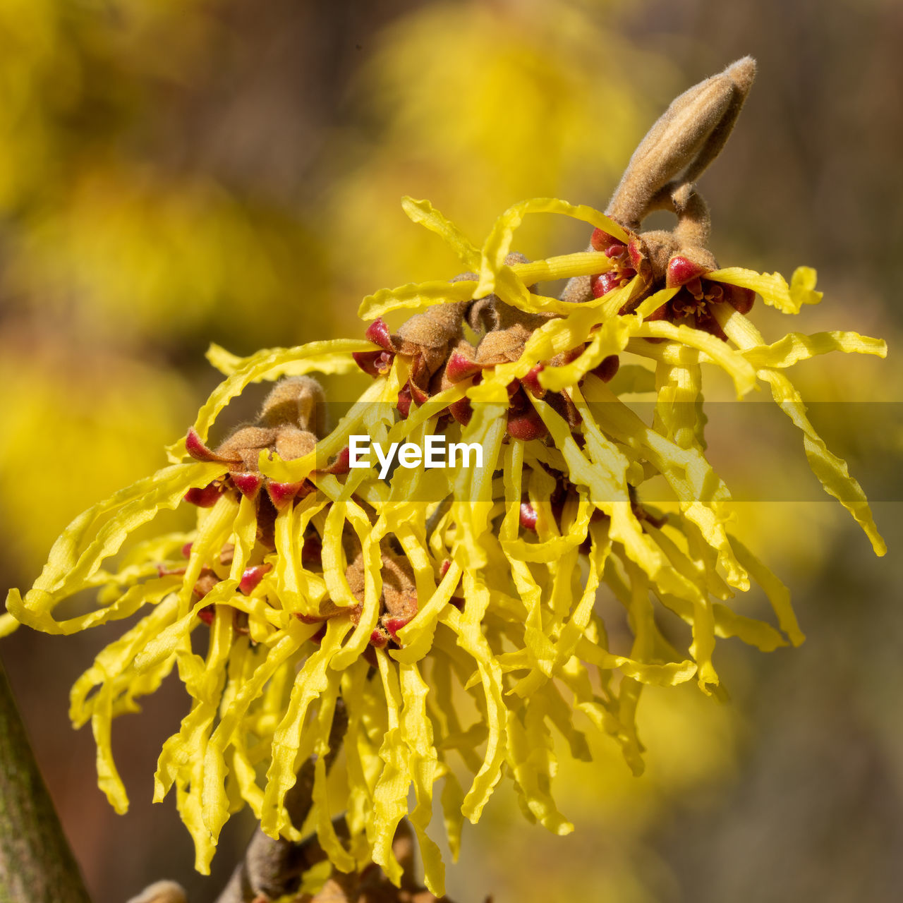 CLOSE-UP OF INSECT POLLINATING ON FLOWER