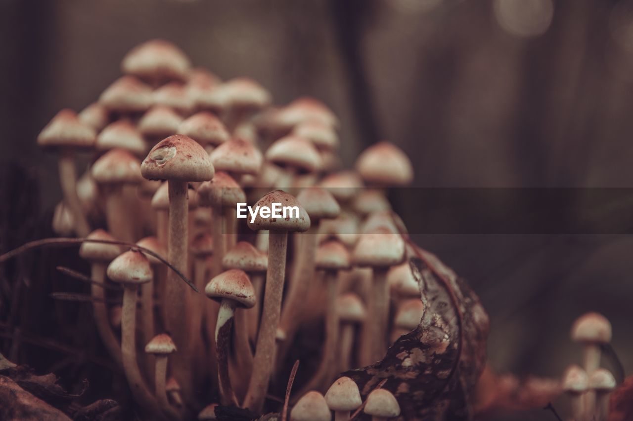 CLOSE-UP OF MUSHROOMS GROWING ON LAND