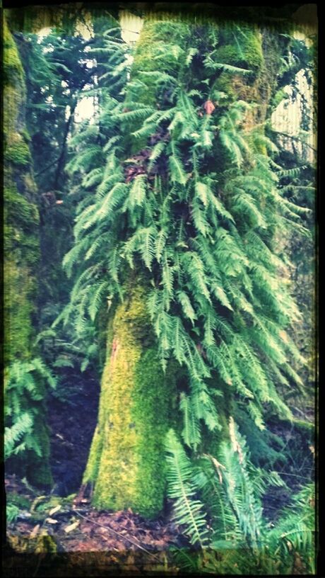 PLANTS GROWING ON TREE TRUNK