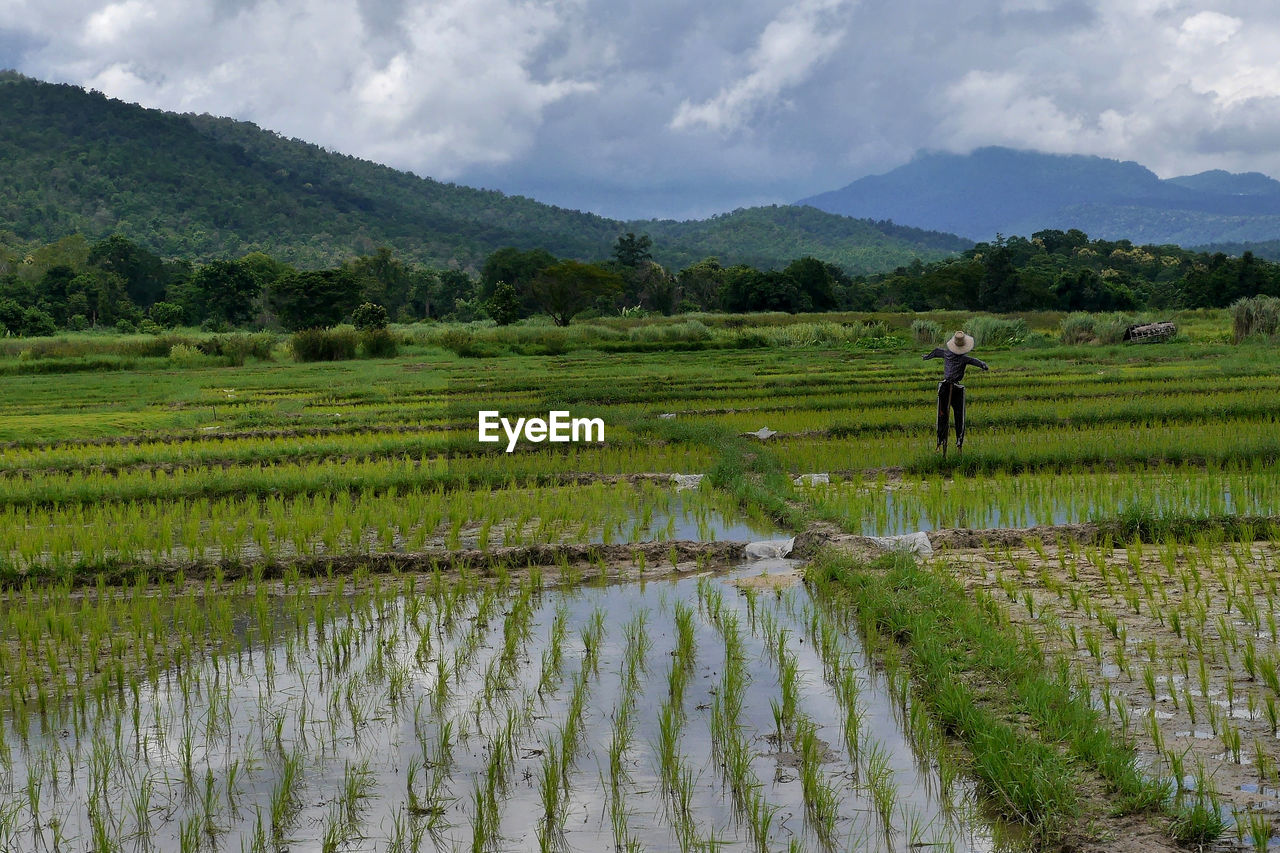 Rice paddy with a scarecrow, chiang mai, thailand.