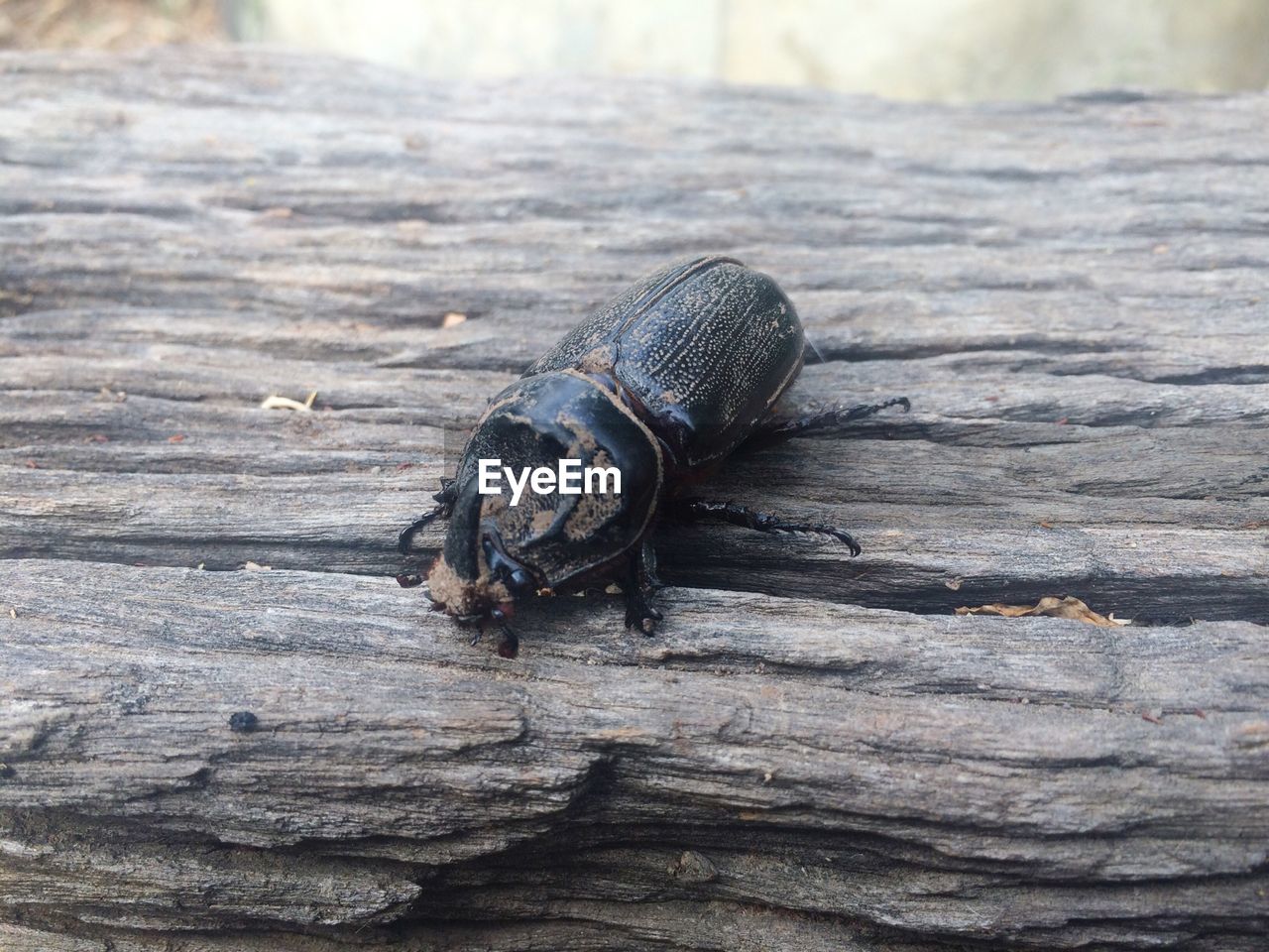 High angle view of insect on wood