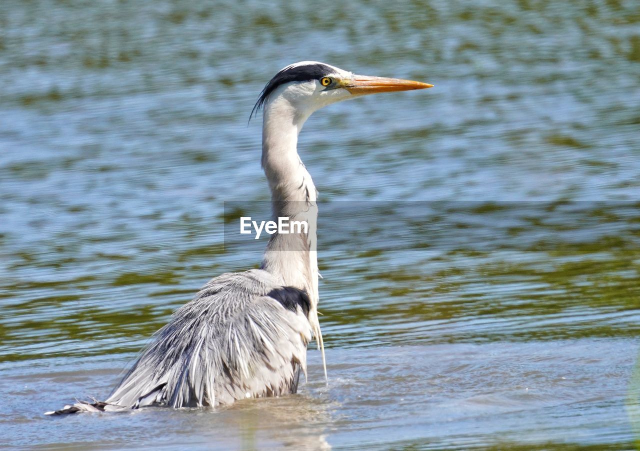 CLOSE-UP OF HERON