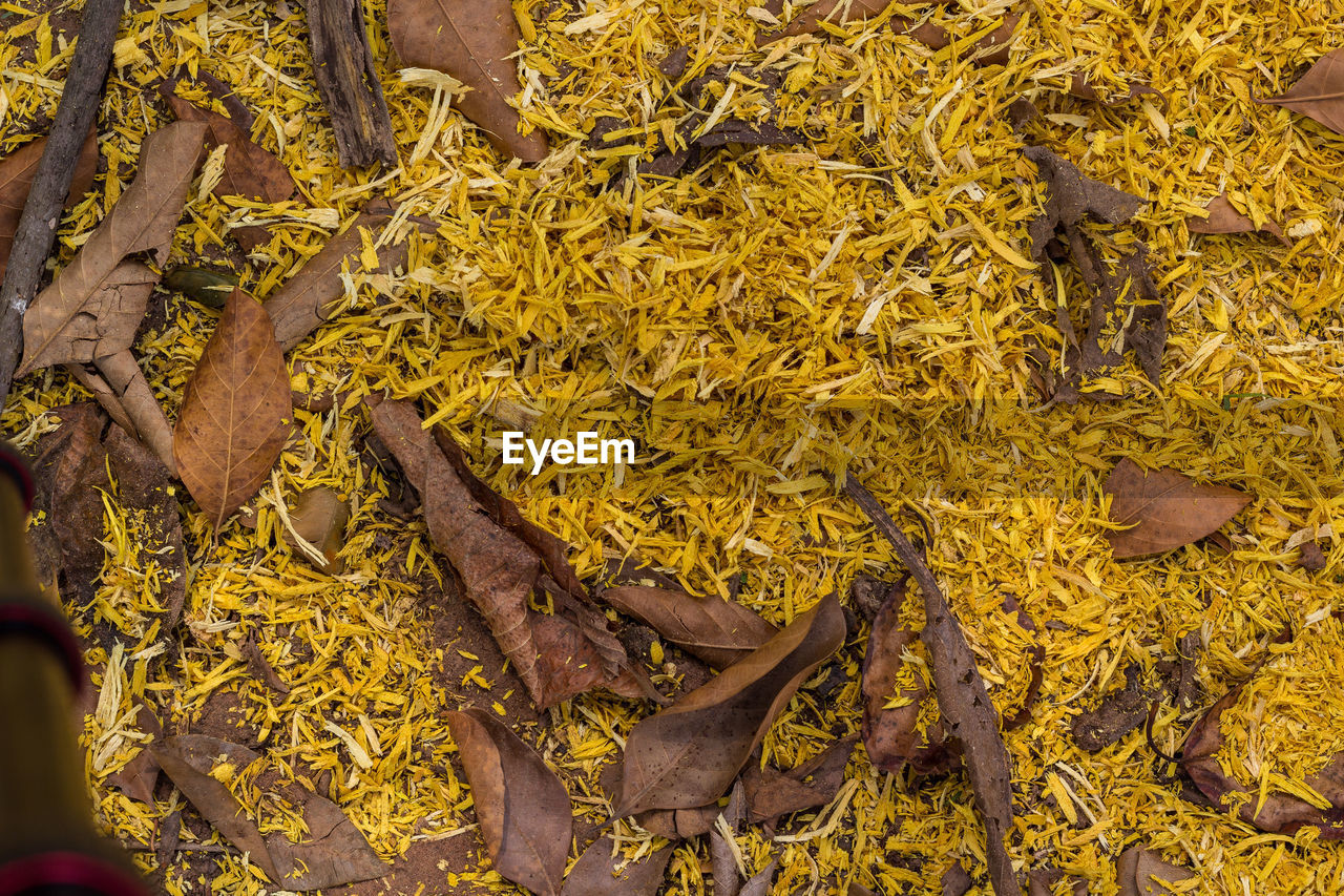 High angle view of dry leaves on plants at market stall