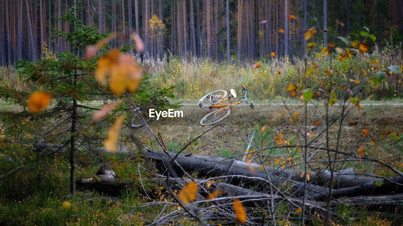 VIEW OF PEOPLE IN A FOREST