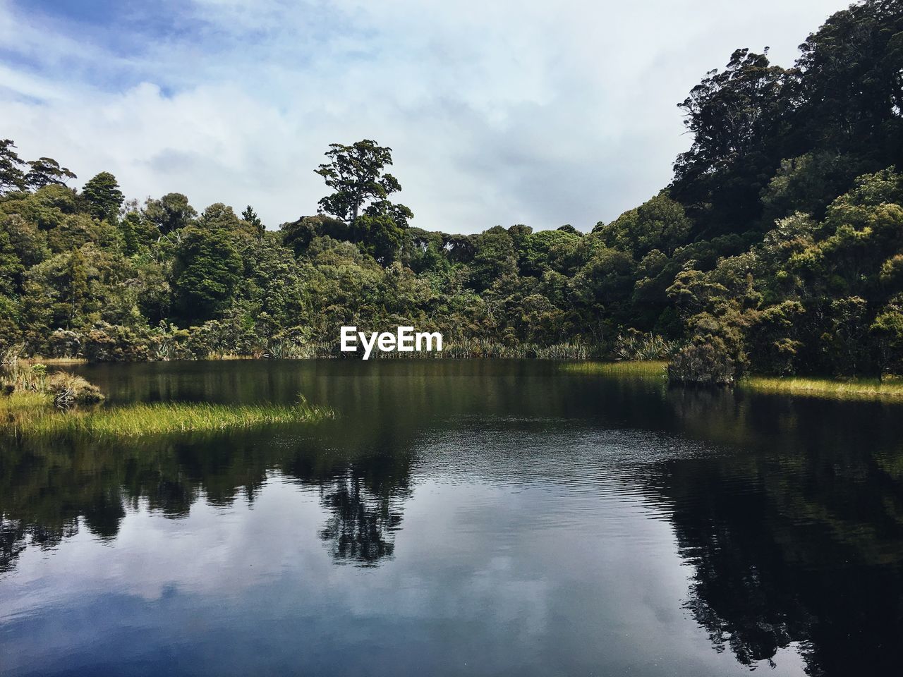 Reflection of trees in lake