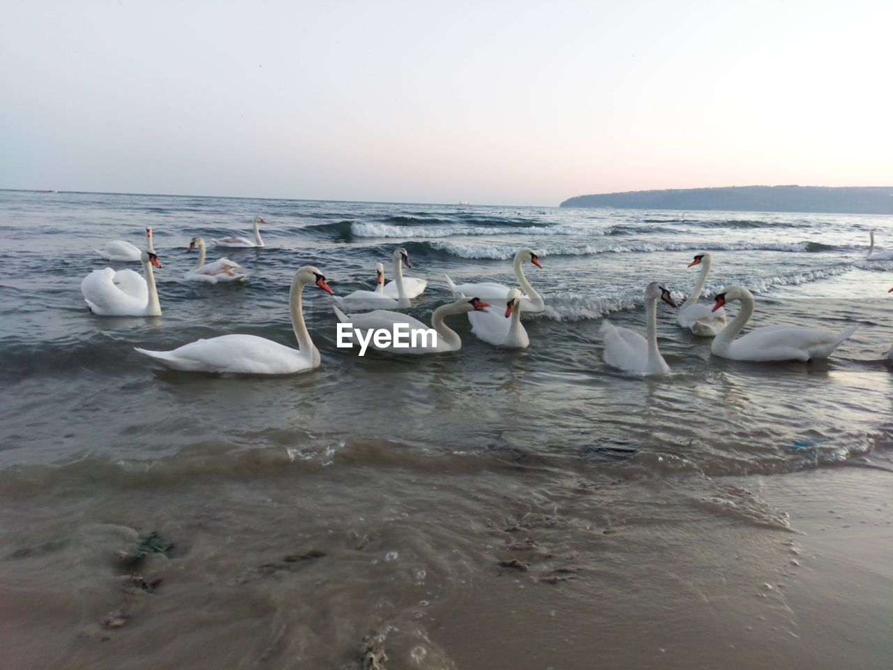 water, wildlife, sea, animal wildlife, animal, animal themes, bird, group of animals, sky, nature, swan, large group of animals, horizon over water, beach, land, horizon, shore, beauty in nature, wave, no people, coast, ocean, environment, scenics - nature, day, swimming, seabird, nautical vessel, water bird, travel destinations, outdoors, travel, clear sky