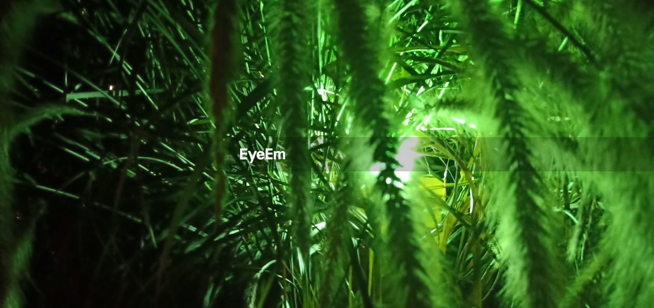 CLOSE-UP OF FRESH GREEN PLANTS IN FOREST