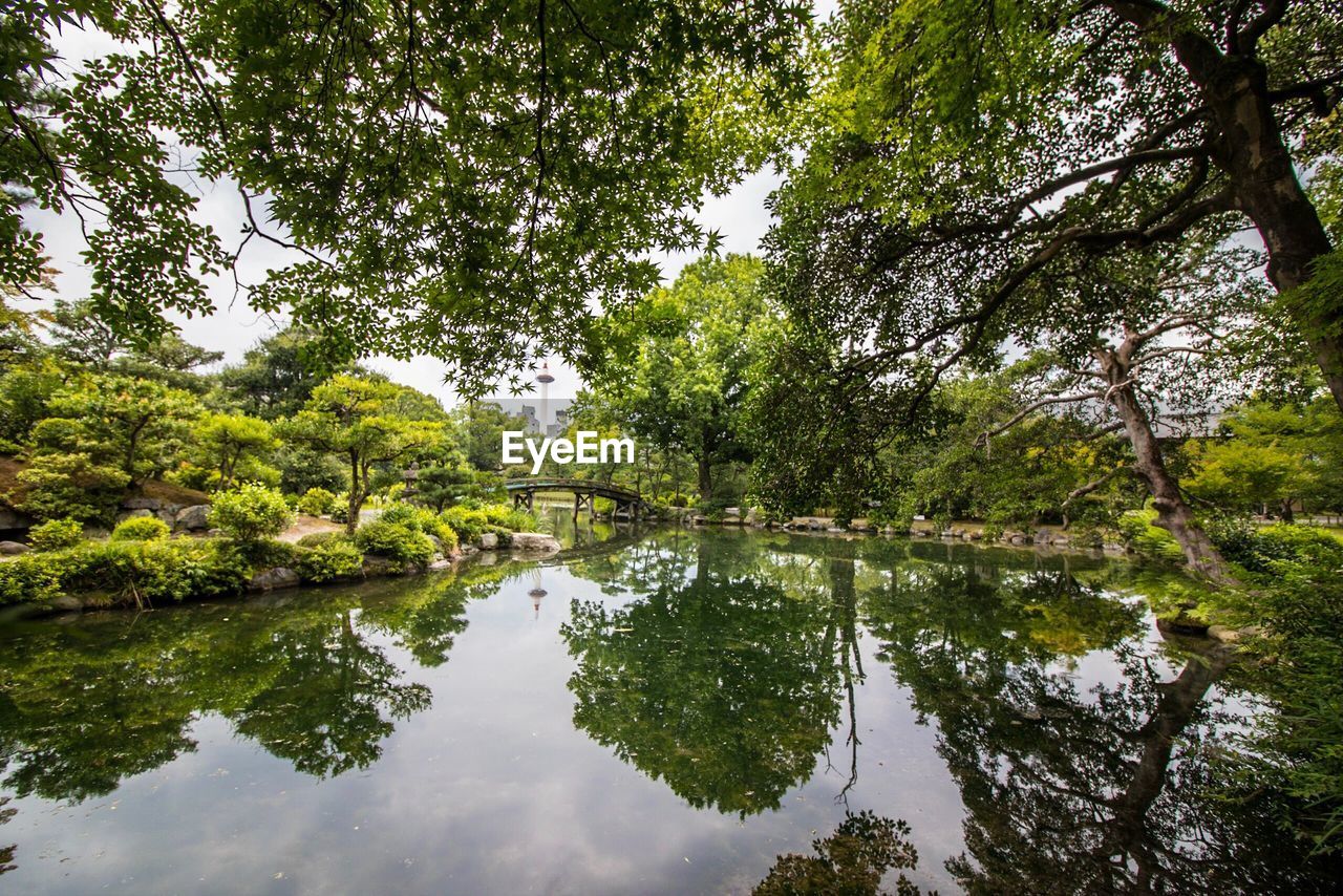 Reflection of trees in lake