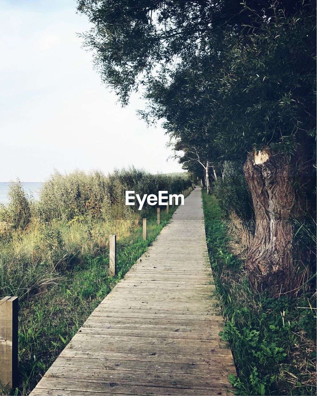 Walkway amidst trees against clear sky