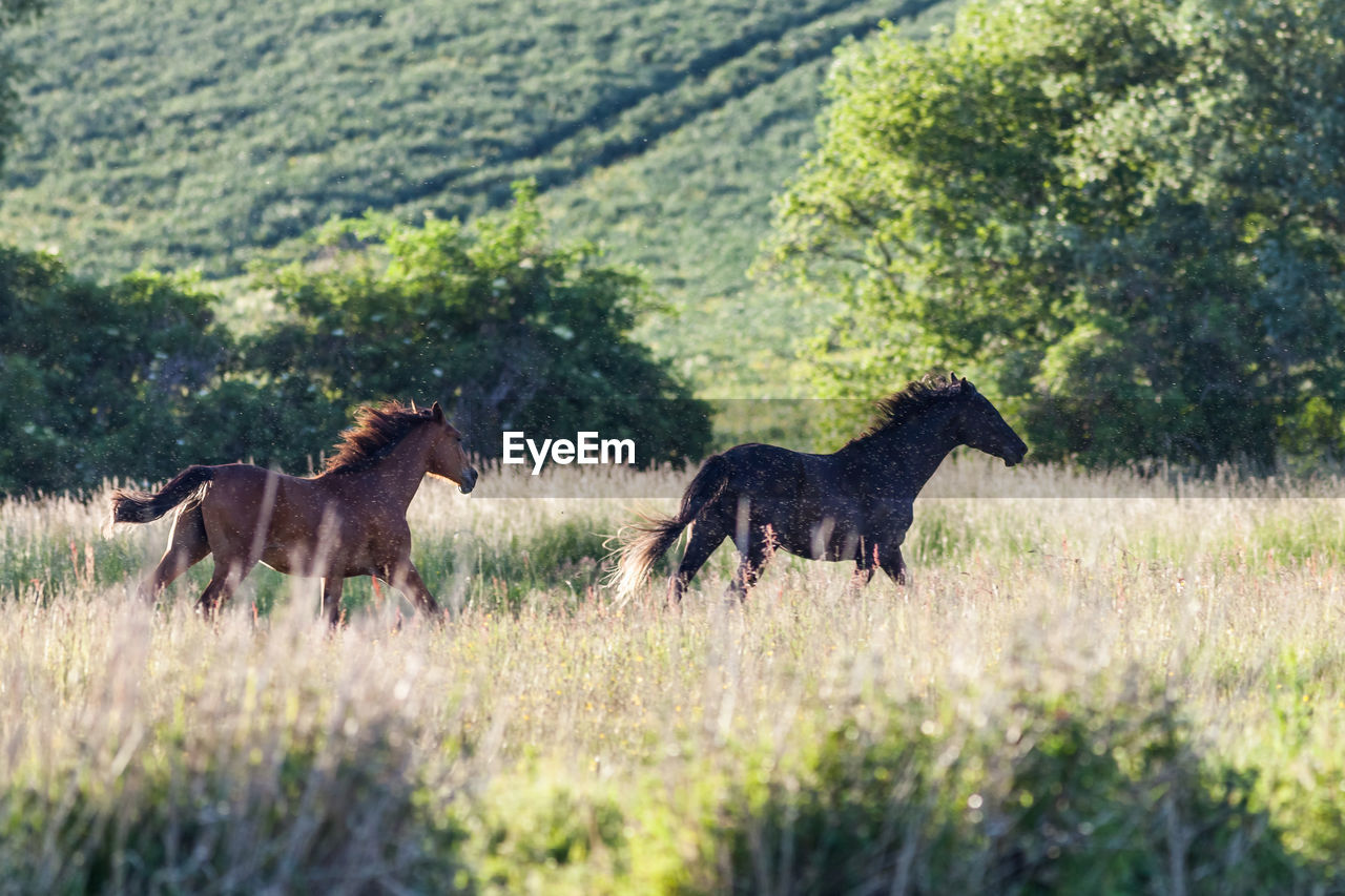 HERD OF A HORSE