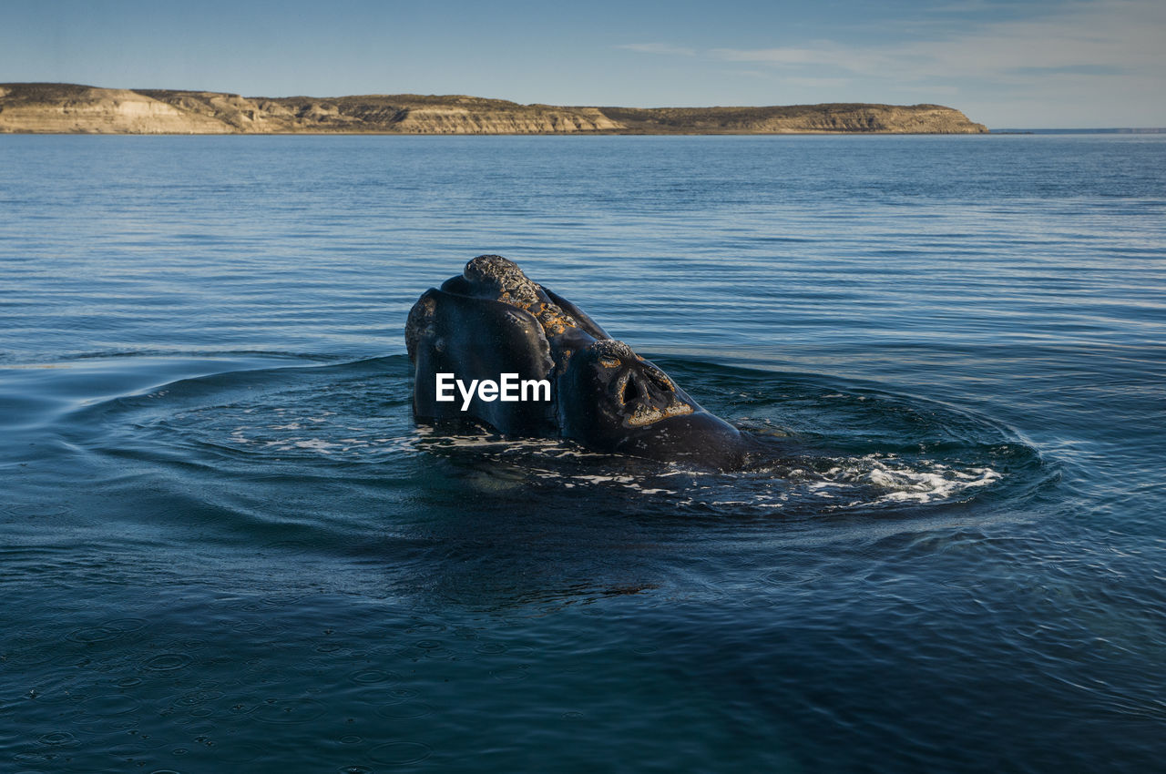 HORSE SWIMMING IN SEA