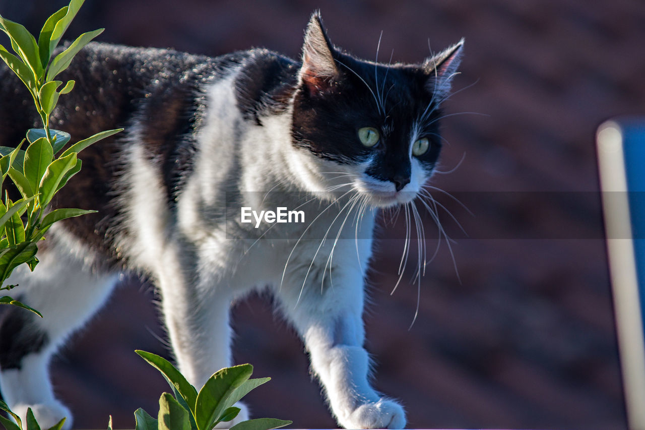 CLOSE-UP OF A CAT LOOKING AWAY OUTDOORS