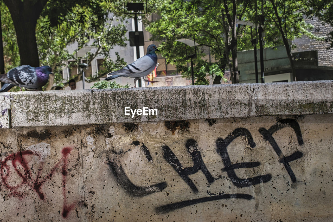 wall, text, urban area, tree, plant, architecture, art, day, bird, graffiti, built structure, no people, wall - building feature, nature, animal, western script, animal themes, communication, creativity, outdoors, building exterior, wildlife, animal wildlife, pigeon
