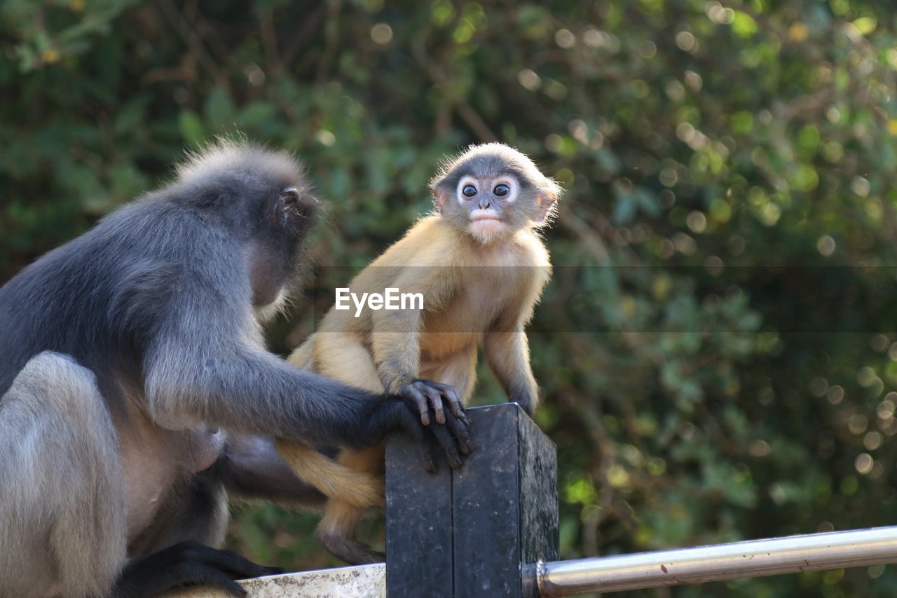 MONKEYS SITTING ON WOOD OUTDOORS