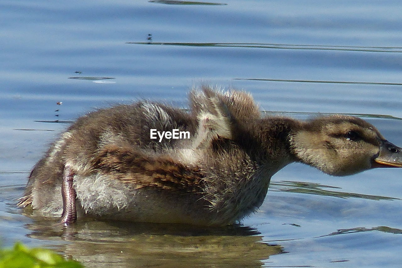 CLOSE-UP OF A BIRD IN LAKE