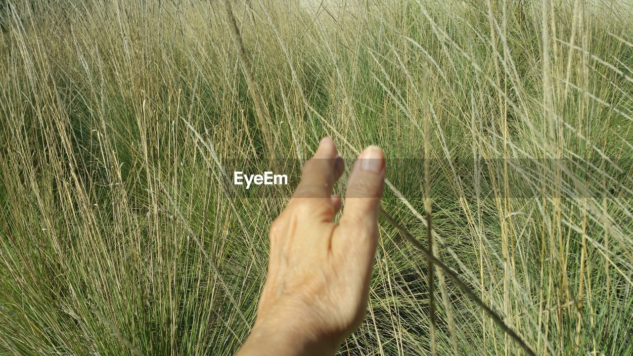 Cropped hand of person gesturing against wheat field