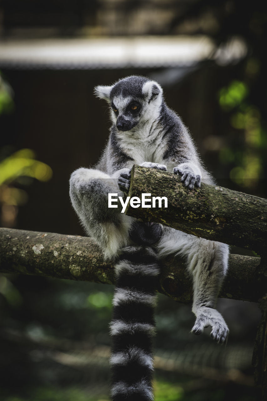Portrait of lemur sitting on tree branch