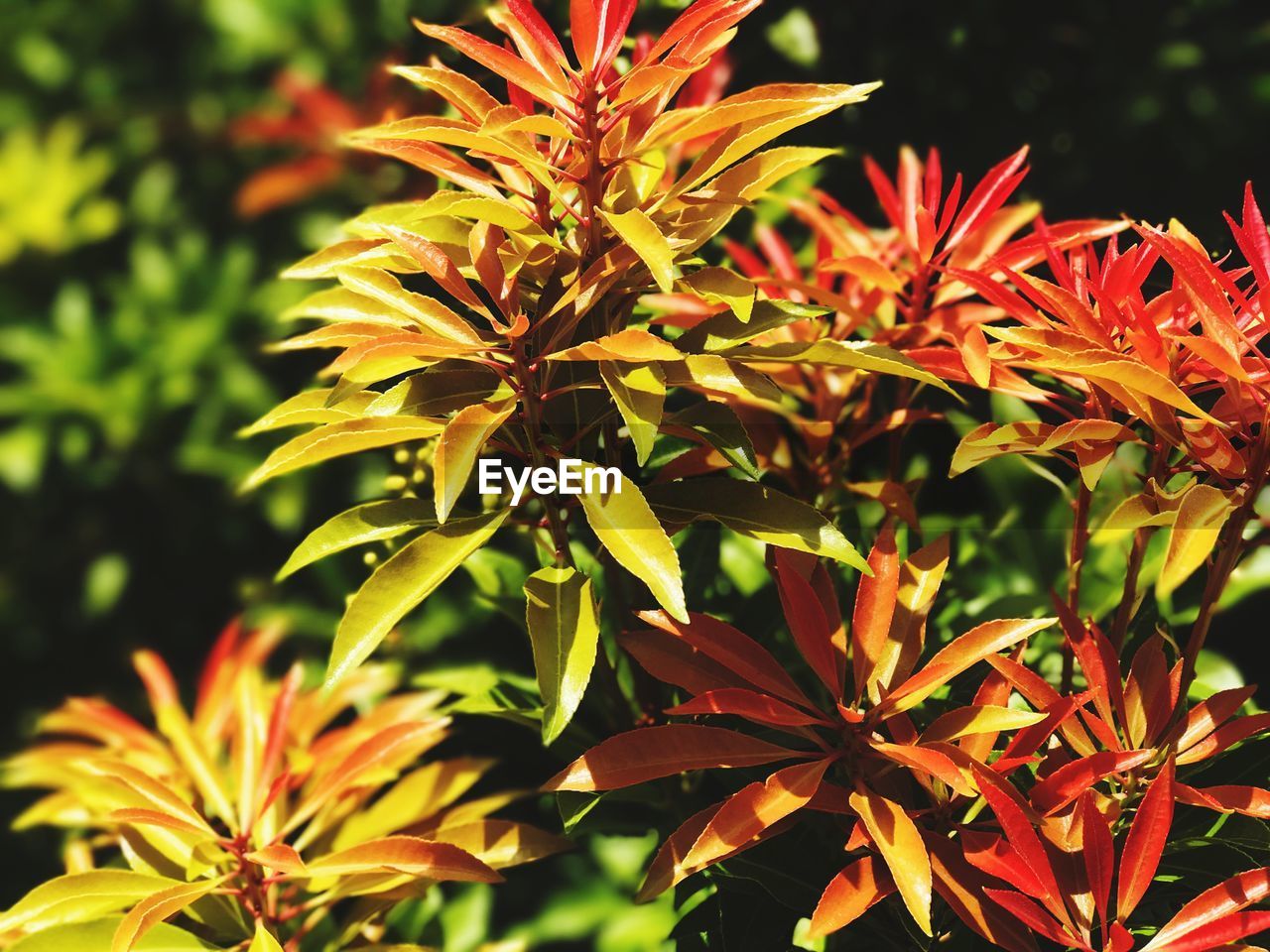 CLOSE-UP OF FLOWERS