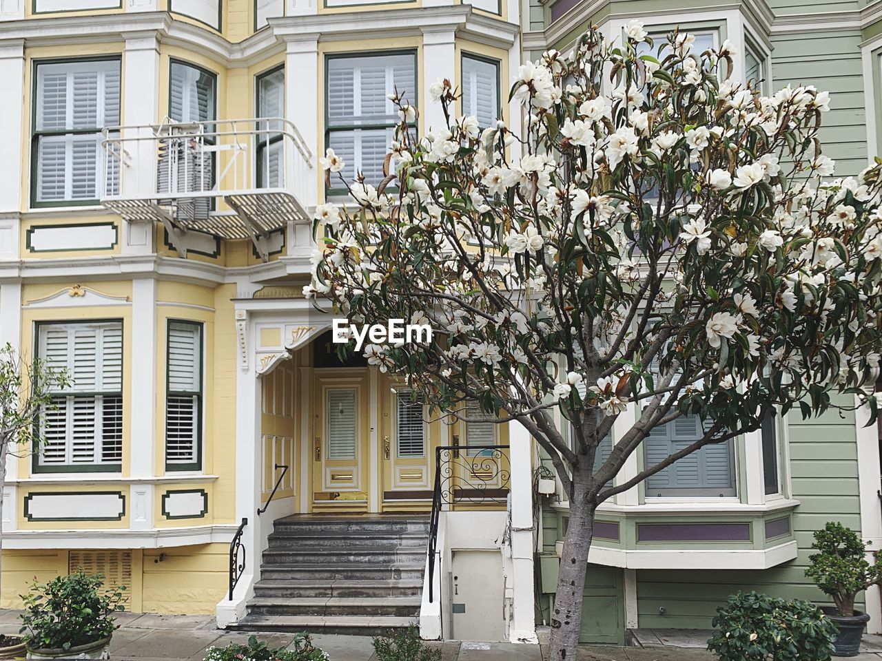 VIEW OF BUILDING AND TREE IN FRONT OF APARTMENT BUILDINGS