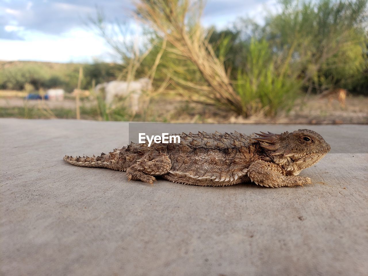 CLOSE-UP OF LIZARD ON A ROAD