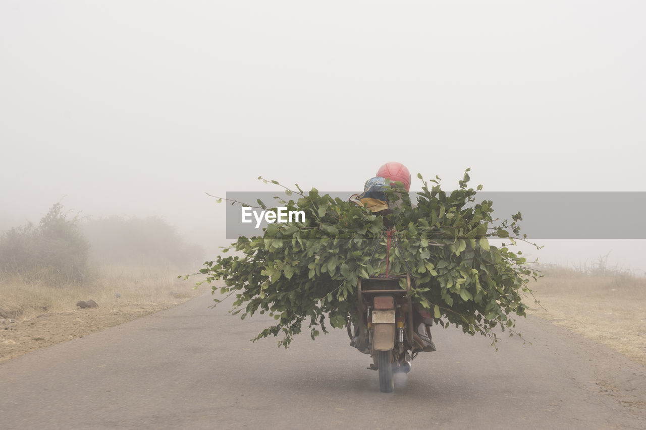 Mountain side road, motorcycle driving with cut branches through fogy road, gilan province