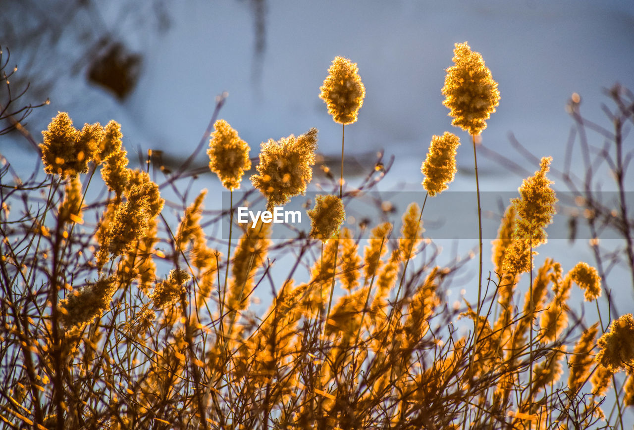 Reeds at sunset