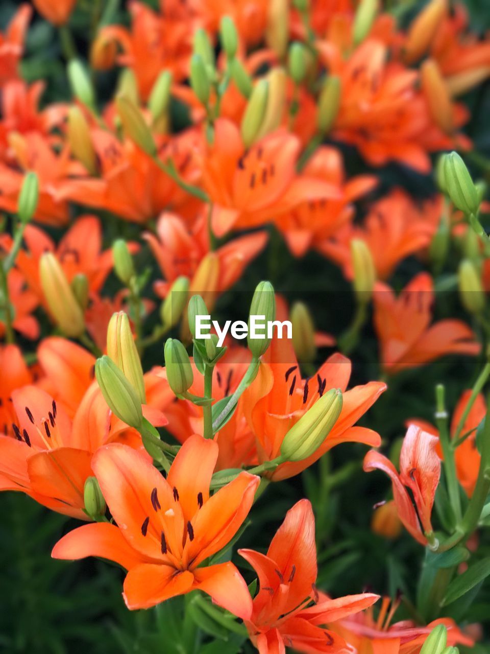 Close-up of orange flowers blooming outdoors