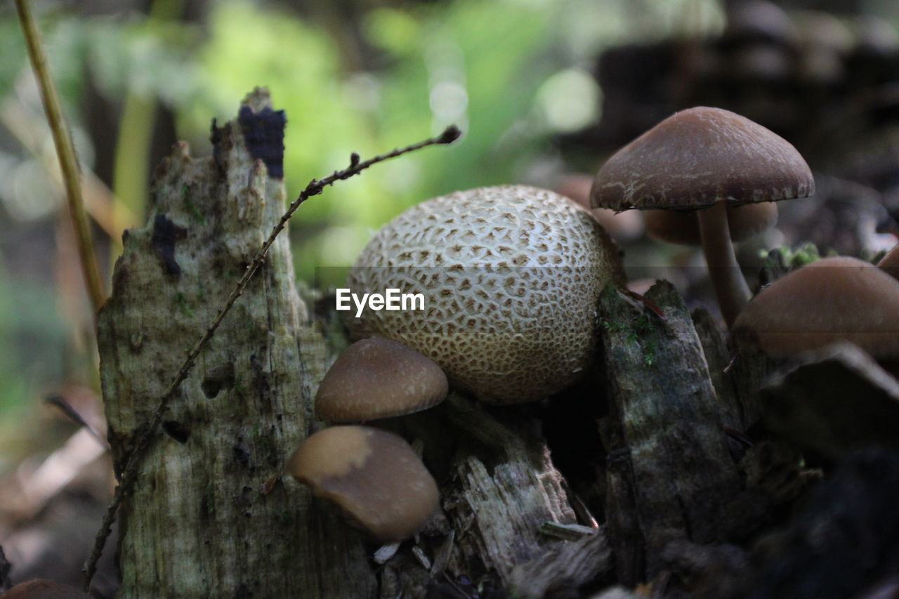 Close-up of mushrooms growing on tree trunk