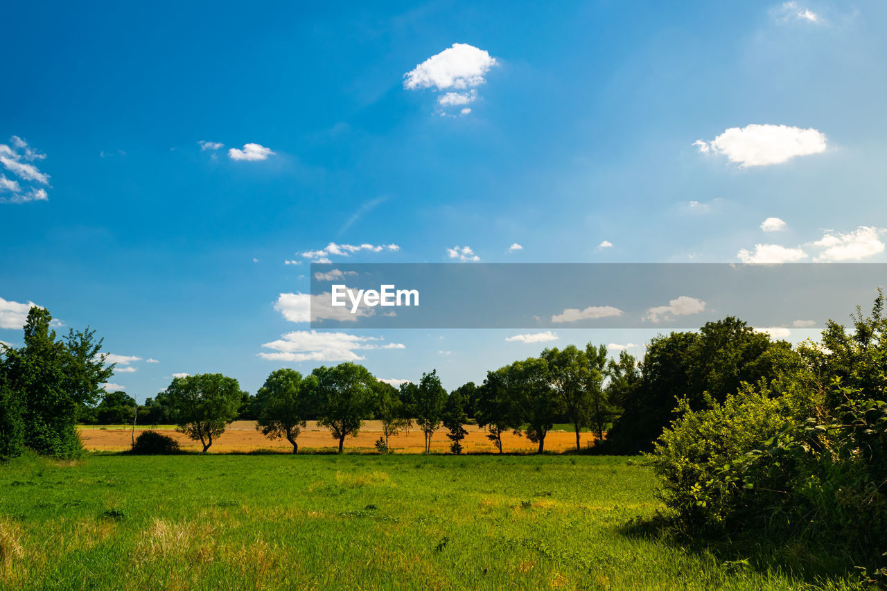 Trees on field against sky