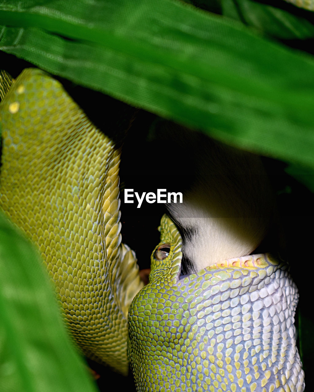 Close-up of snake eating