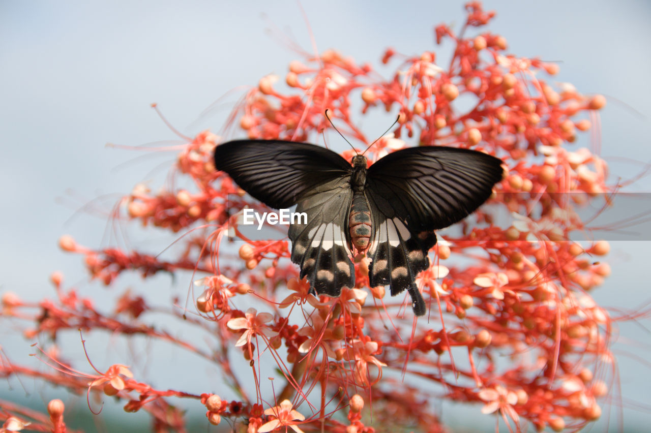 Close-up of butterfly on orange flower against sky