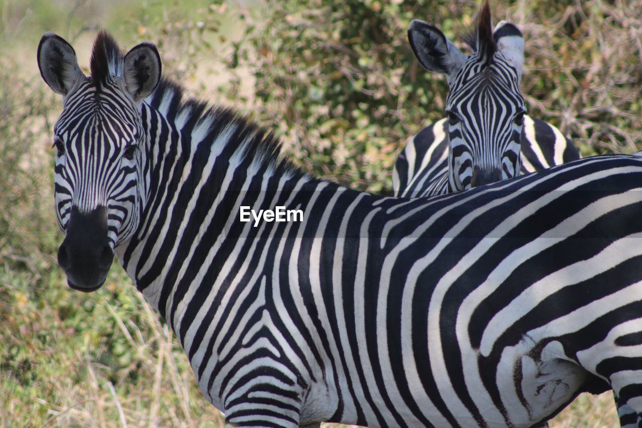 Zebras on grassy field