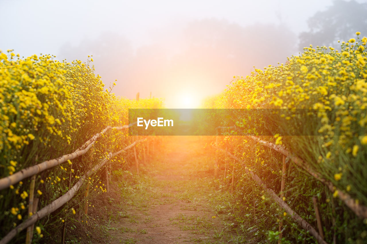 Scenic view of yellow flowers growing on field against sky