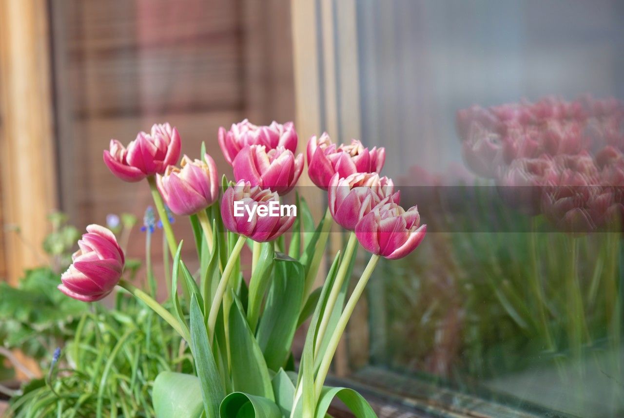 flower, flowering plant, plant, beauty in nature, pink, freshness, nature, tulip, close-up, fragility, petal, flower head, no people, inflorescence, window, focus on foreground, outdoors, day, growth, floristry, leaf, springtime, plant part, selective focus, green