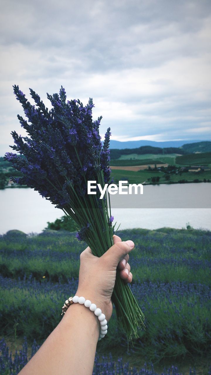 Cropped hand of woman holding lavender against lake