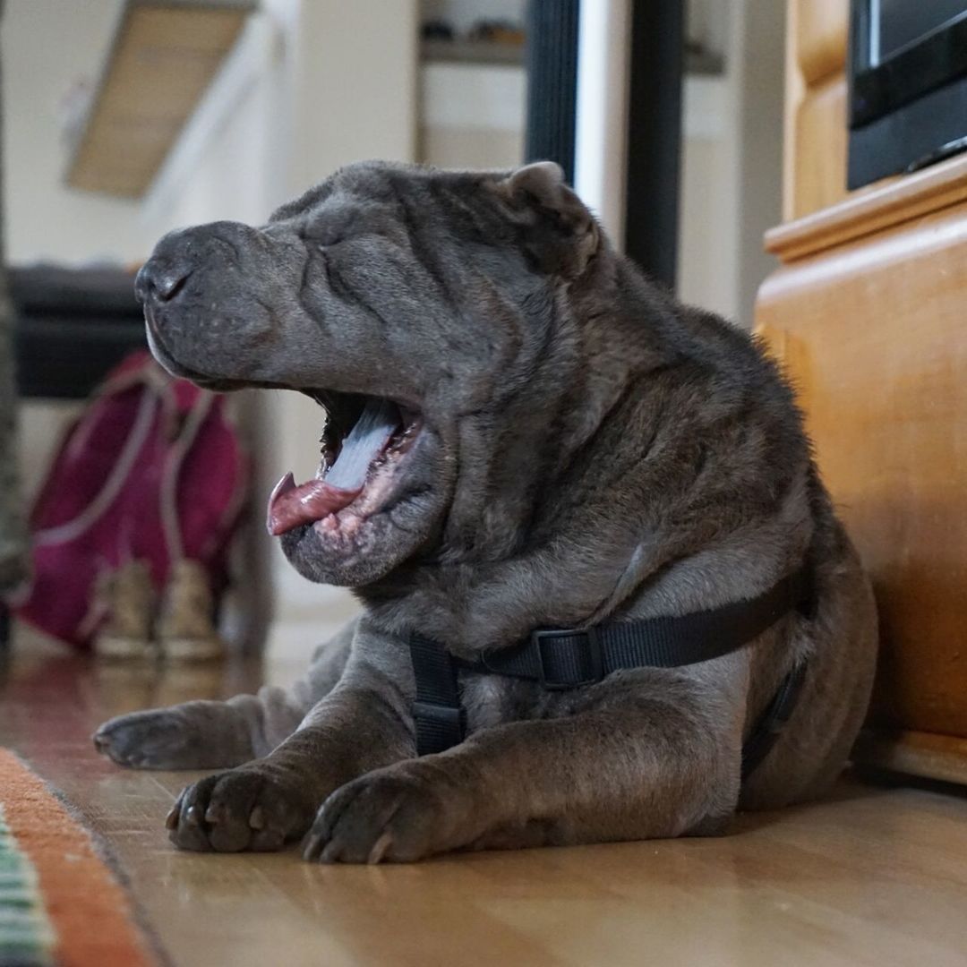 Close-up of shar pei yawning