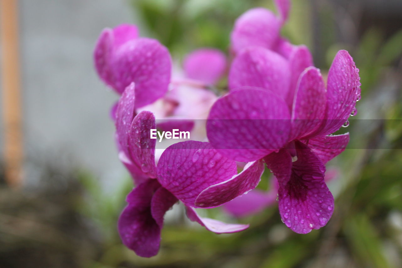 CLOSE-UP OF PINK FLOWERS GROWING OUTDOORS